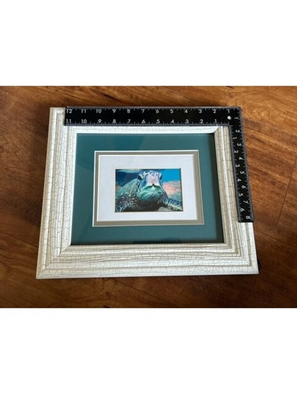 Framed Sea Turtle Photograph with Textured White Frame and Green Matting